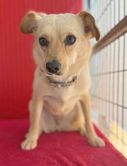 ❤️ zarte Hundeseele TILLY ❤️ - Mamming