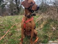 Lola sucht ihren Platz - Schmitten