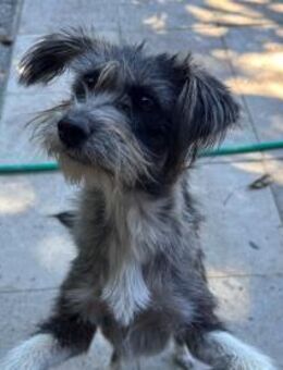 junge, aufgeschlossene Fritzi sucht Heim - Köln