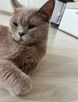 BKH Katze - Wunstorf
