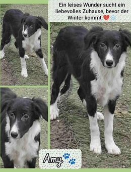 Mischlingshündin Amy 6 Monate aus Bosnien schwarz/weiß ausreisefertig sucht dringend ein Zuhause - Darmstadt