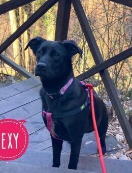 Lexy eine intelligente sportliche Hündin - Flörsheim-Dalsheim