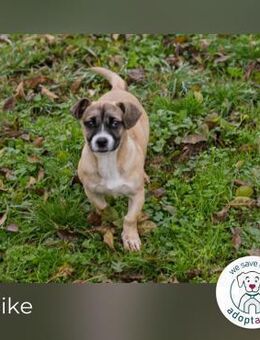 Maike: Hundekind sucht ein Zuhause - Kirchzell