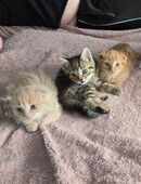 Katzenbabys Kitten Katze Kater m/w in 26931