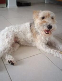 Cory, Foxterrier-Mix, sucht ein Zuhause - Leonberg (Baden-Württemberg)
