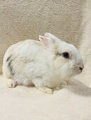 Zwergkaninchen Weibchen in 81377