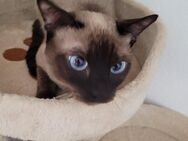 siam katzen babys - Olten