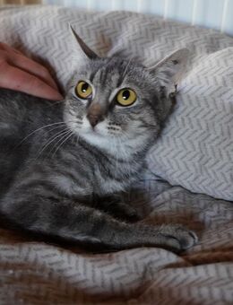 Lumi - unsere zarte Seele sucht Liebe - Gerlingen