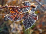 Frostig draußen, wohlig warm drinnen - Ihre klimaneutrale Doppelhaushälfte wartet - Castrop-Rauxel