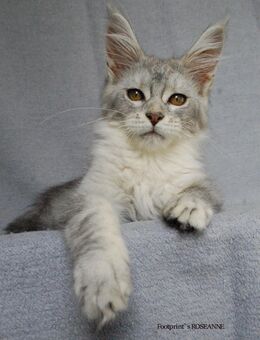 MAINE COON, weiblich, mit Stammbaum, vom Züchter, 5 Monate - Hannover