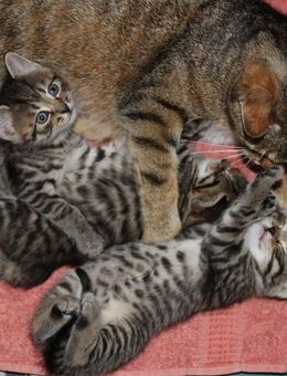 Bengalkatzen Mix - Ahorntal