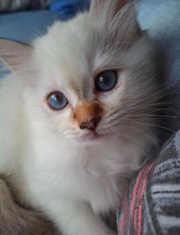 Heilige Birma Kitten - Sternberg