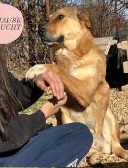 Liebenswerte ANGELA sucht Familie ❤️ - Saarbrücken