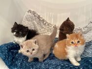 Wunderschöne reinrassige Katzenbabys - Mönchengladbach