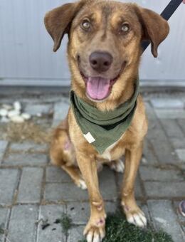 Otto - Toller Rüde sucht Famile - Berlin