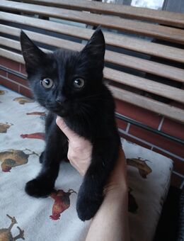 Maikätzchen Kater schwarz abzugeben - Wriezen