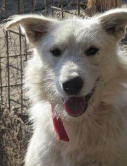 Bubble ist ein stolzer Bub 🐾 - Elsdorf (Nordrhein-Westfalen)