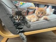 Katzen kitten - Vaihingen (Enz)