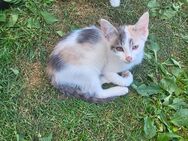 Kitty sucht ihr Traumzuhause - Triftern