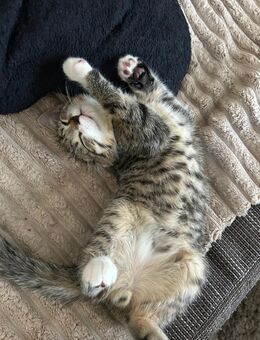 BKH Mix Kitten 12 Wochen alt 🐱 - Rees Zentrum