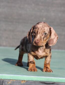 Kaninchendackel - Stuttgart