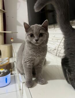 BKH KATZEN suchen neue liebevolle zu Hause - Duisburg