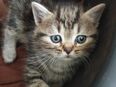 Wunderschöne Katzenbabys, Kitten, Maincoon Mix in 41352