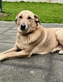 Lucky - gemütlicher Alltagsbegleiter 🐶 - München