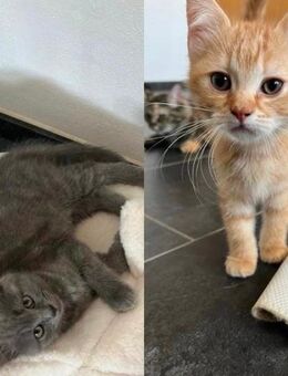 Katzenbabys suchen neues Zuhause - Elsdorf (Nordrhein-Westfalen)