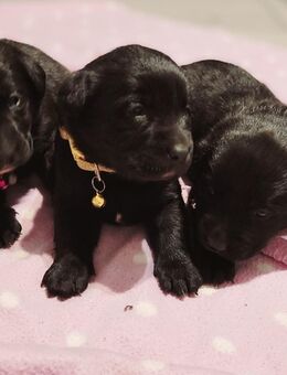 Labrador-Appenzeller Welpen - Rhönblick