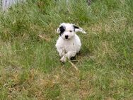 Reinrassige Spanische Wasserhund Welpen - Wiesmoor
