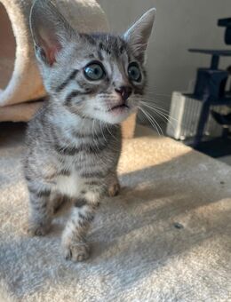 Silver Bengal Kitten Reinrassig Bengal Kater - Werther (Westfalen) Zentrum