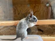 Degu Weibchen sucht neues Zuhause - Hannover