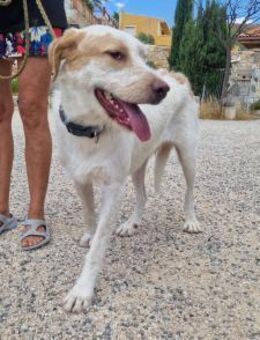 Berto sucht liebevolle ruhige Menschen - Ratekau