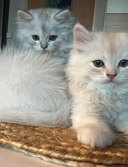 Reinrassige perser, Persisch-Chinchilla mix Britisch Kätzchen - Berlin Lichtenberg
