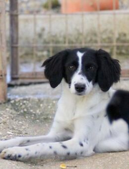 Irena möchte Dein Herz erobern - Schwabach