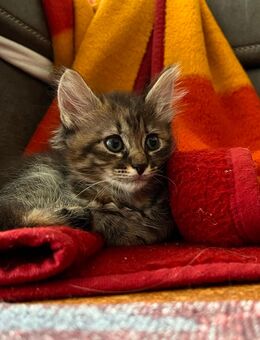 Sibirische Waldkatze Kitten Katzenkinder - Altötting