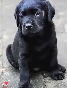 Labrador Welpen suchen Herzmenschen - Nordenham