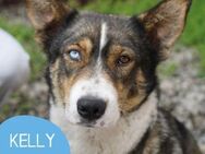 Freundliche Kelly sucht ihr Zuhause - Tarmstedt