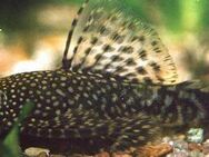 Aquarium Fisch; Antennenwels (Ancistrus sp.) ab 1,-€ - Erftstadt
