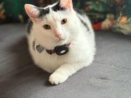 4-jähriger EKH-Kater in liebevolle Hände abzugeben - Nordhorn