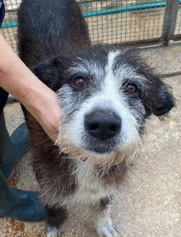 Asterix, Notfallsenior im Canile - Bad Vilbel