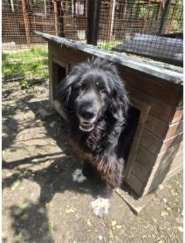 Alfi - dringend PS o. Zuhause gesucht! - Oberwies