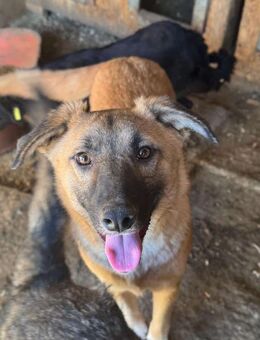 freundlicher LORD ~ mit weißen Füßchen - Duisburg