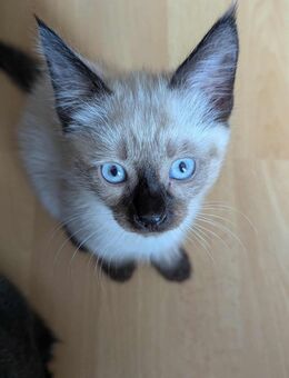 Main Coon BHK Mix - Birkenfeld (Rheinland-Pfalz)