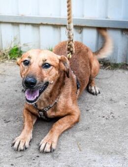 Foxterrier Mischling Füge - Velbert