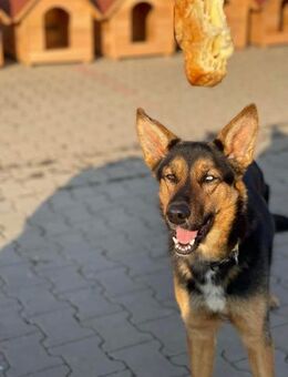 Anhängliche Kira sucht aktives Heim❤ - Seggebruch