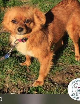 Tika: Liebevolles Kämpferherz - Kirchzell