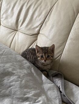 Katzenbaby suchen eine neue Familie - Riekofen