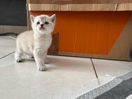 Kitte männlich) - Velbert